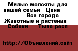 Милые мопсяты для вашей семьи › Цена ­ 20 000 - Все города Животные и растения » Собаки   . Тыва респ.